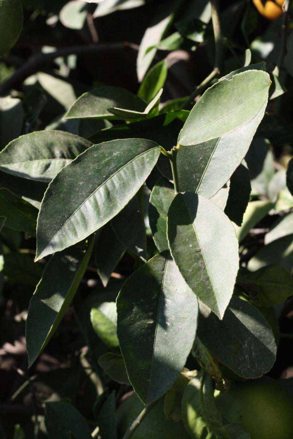              Sun leaves (Riverside, CA)       